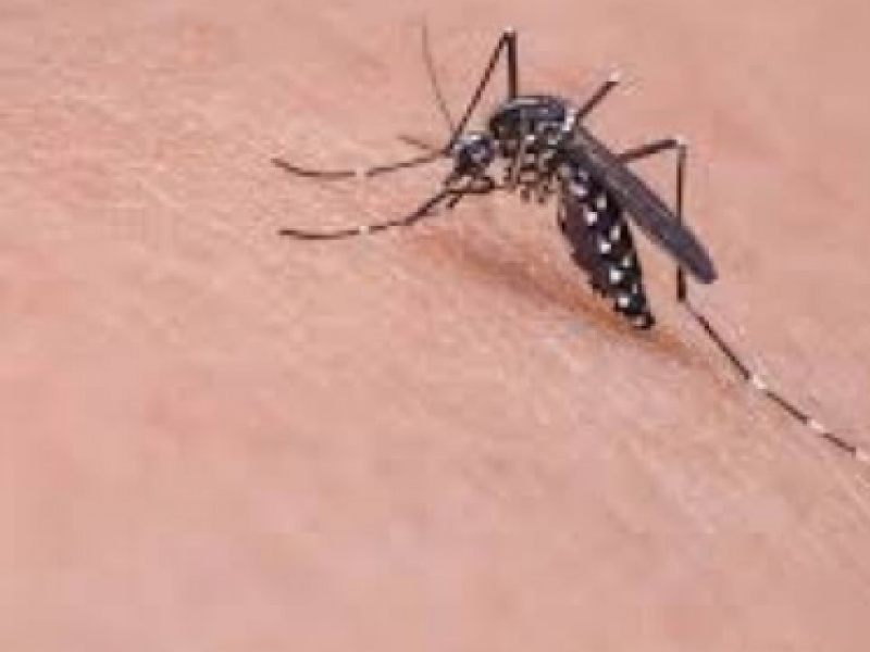 Supera Jalisco los 11 mil casos de Dengue