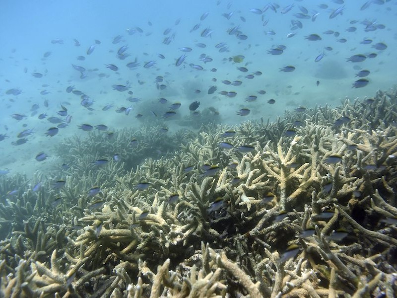 Superficie de los océanos alcanza temperatura histórica más alta