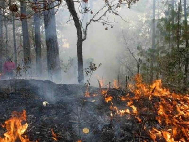 Superficie siniestrada por incendios forestales en 2021, mayor al 2020