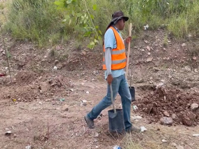 Supervisan reposición de árboles de predios en construcción