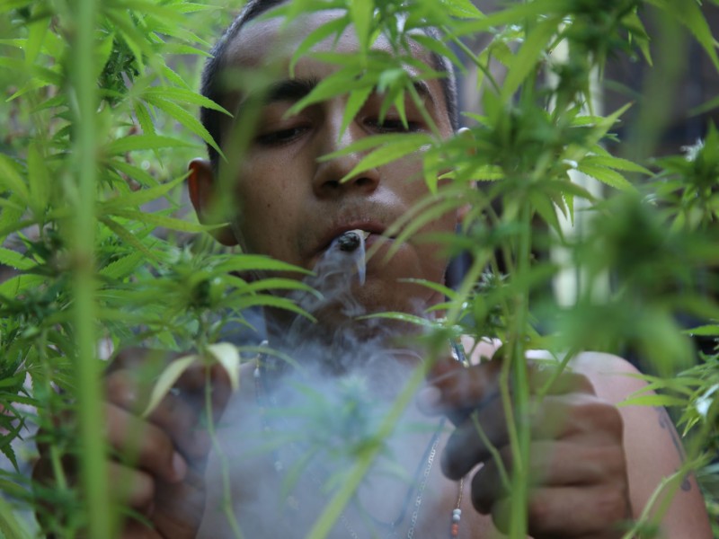 Suprema Corte avala legalización del uso lúdico de la mariguana