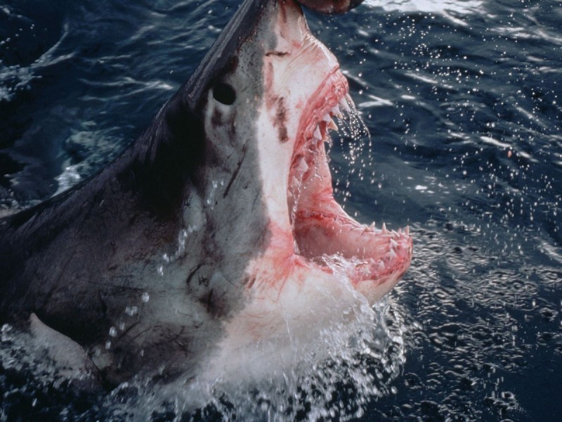 Surfista pelea contra enorme tiburón blanco y sobrevive