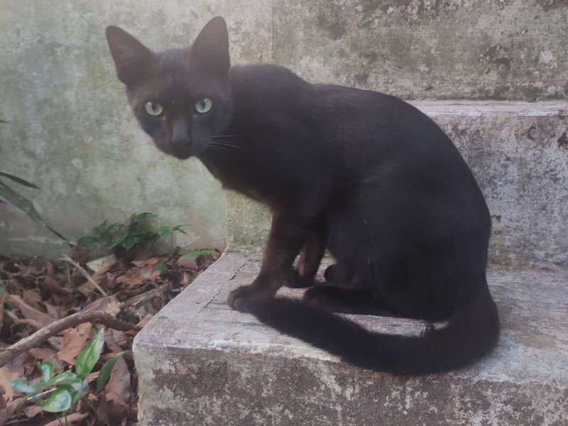 Suspenden en Tuxpan adopciones de gatos negros