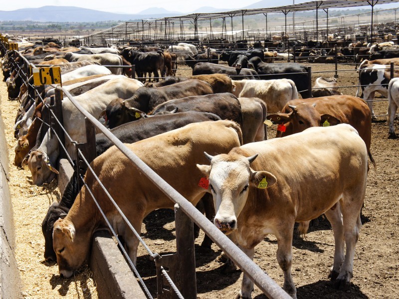 Suspenden exportación de ganado mexicano a EE.UU. por gusano barrenador
