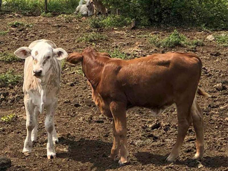 Suspenden exportación de ganado tras detectar lesión en un becerro