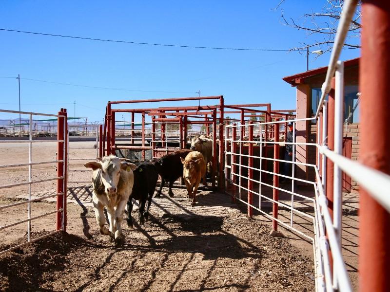 Suspenden temporalmente la exportación de ganado a Estados Unidos