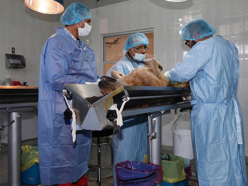 Suspenden vacunación y esterilización canina por posible contagio Covid-19