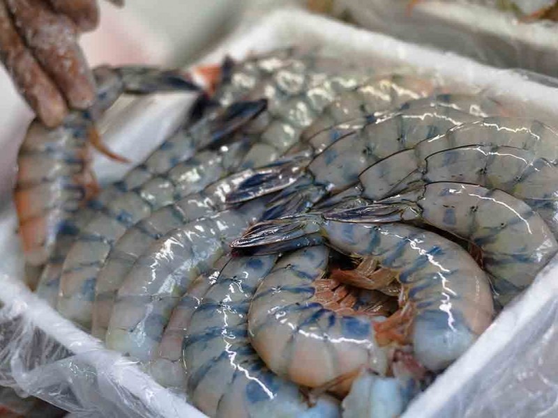 Suspensión de importación de camarón extranjero