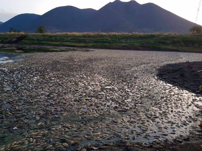 Sustraen agua de presa michoacana dejando miles de peces muertos