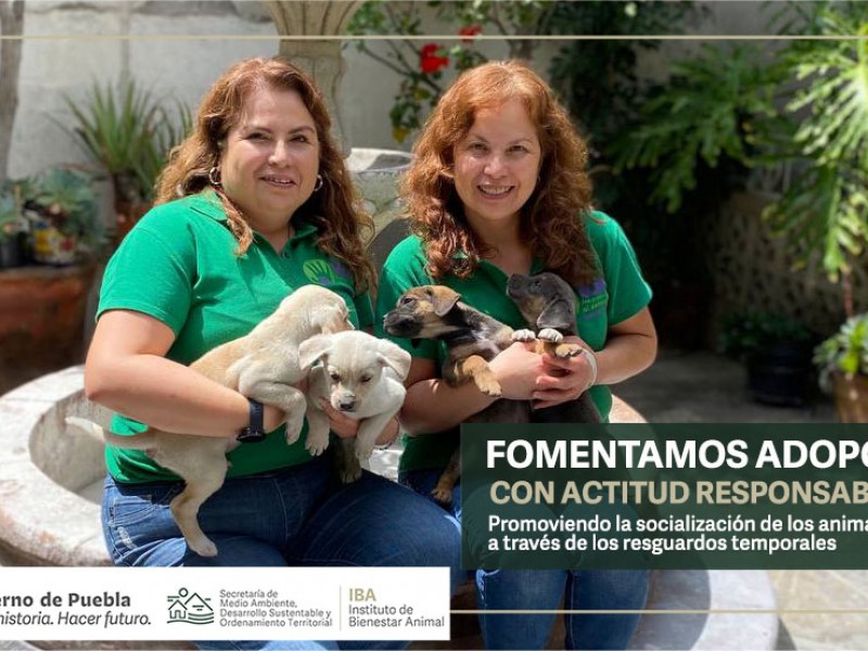 TAC ofrece en adopción perritos del socavón de Zacatepec