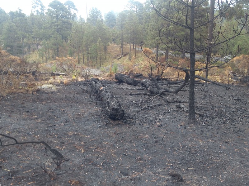 Tala clandestina e incendios devastan bosques mexiqueses