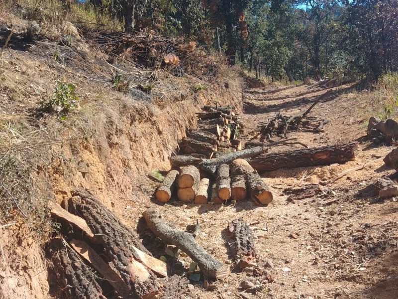 Tala clandestina un problema en bosques de Huitzizilapan en Lerma