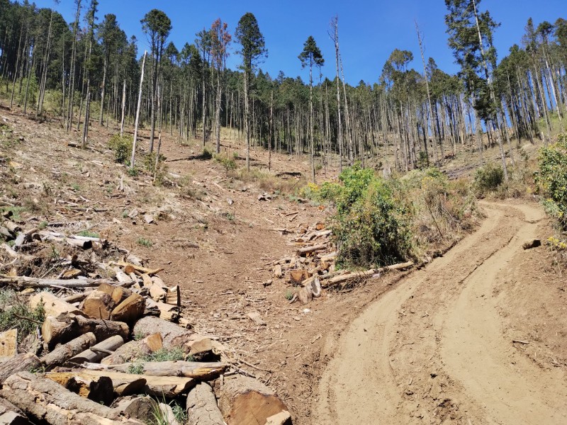 Tala clandestina y gusano descortezador: las mayores amenazas de bosques del Edomex