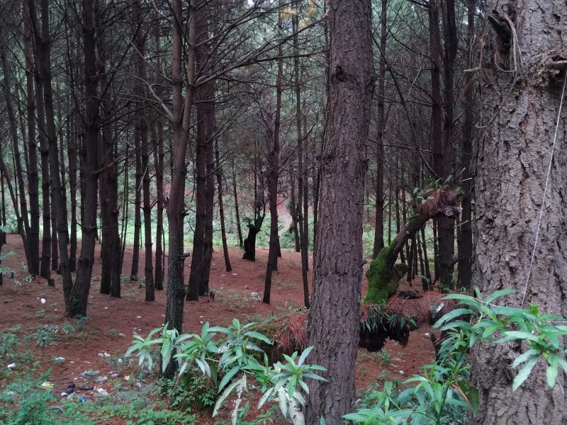 Tala clandestina y plagas acaban con los bosques en Tangamandapio