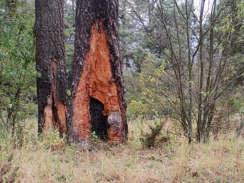 Tala de árboles; amenaza bosques de Edomex