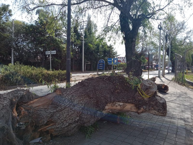 Tala de árboles inconforma en Lerma