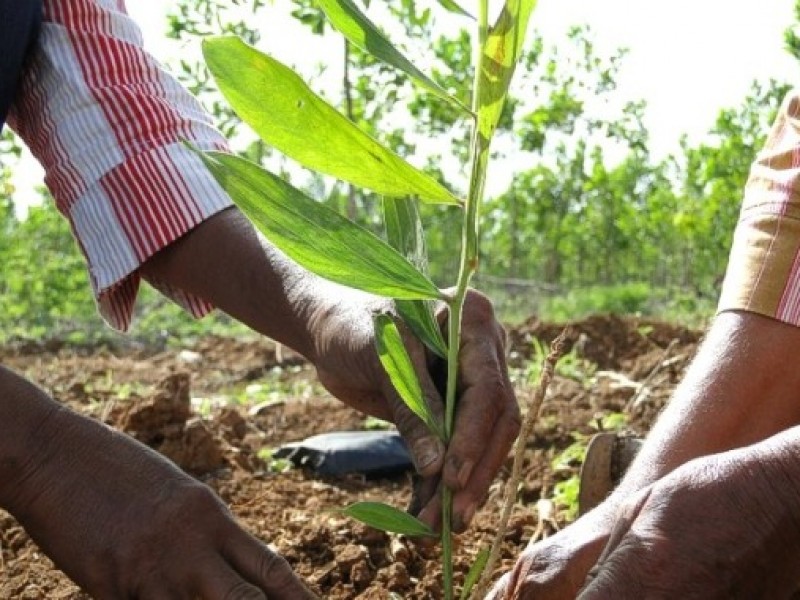 Tala Ilegal fomenta crisis climática