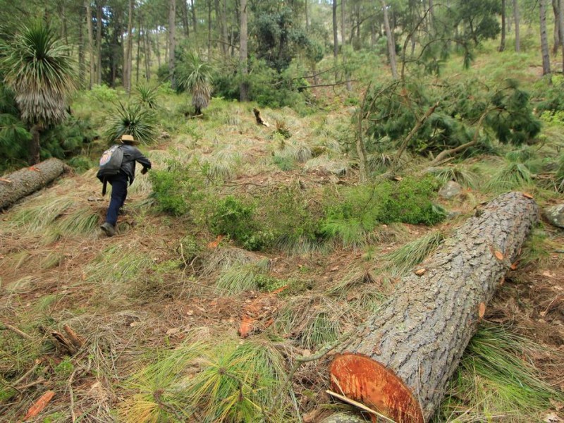 Tala inmoderada persiste en regiones de Chiapas