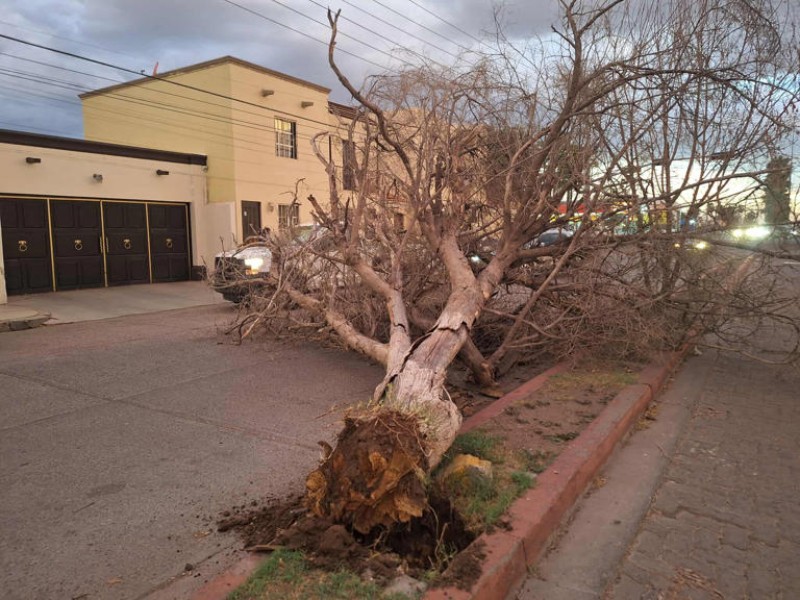 Talados 800 árboles en Cajeme por riesgos de caída