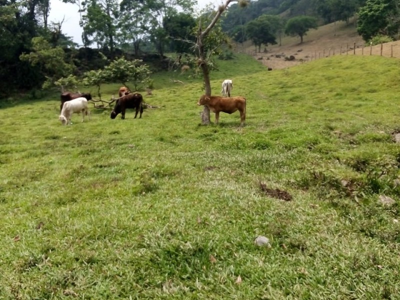 Talamontes continúan intimidando a habitantes de Tepexilotla