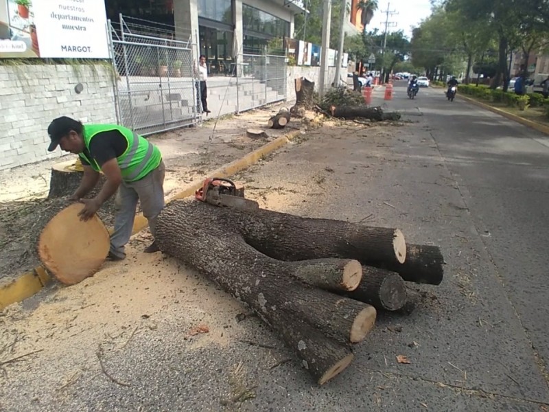 Talan 17 árboles junto a torre en construcción en Chapalita