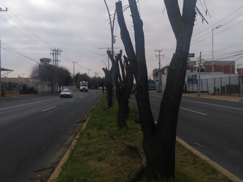 Talan árboles en la vialidad Tecnológico