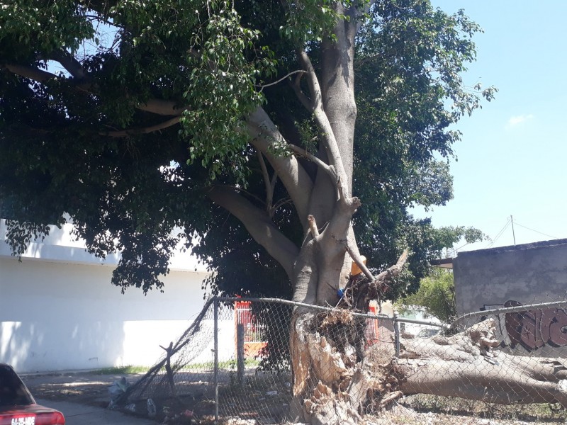 Talan benjamina de Av. Rey Nayar en Tepic