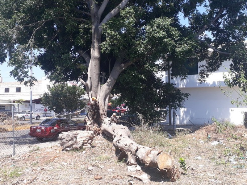 Talarán antigua benjamina en Avenida Rey Nayar