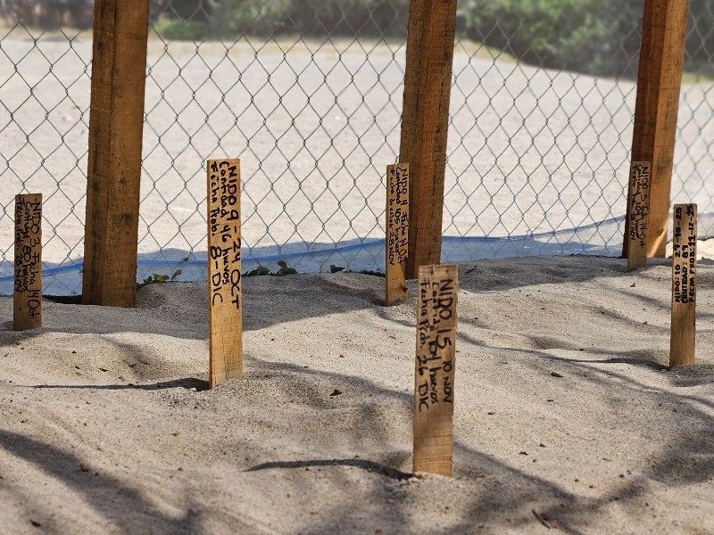 Taller refuerza acciones locales para proteger tortugas marinas en Salina Cruz