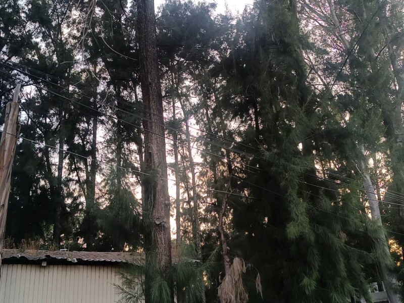 Tangancicuaro busca la recuperación del suelo y reducir el impacto ambiental