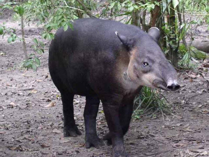 Tapir en peligro de extinción, se busca su conservación