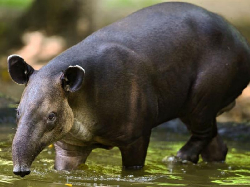 Tapir podría extinguirse en los próximos 15 años