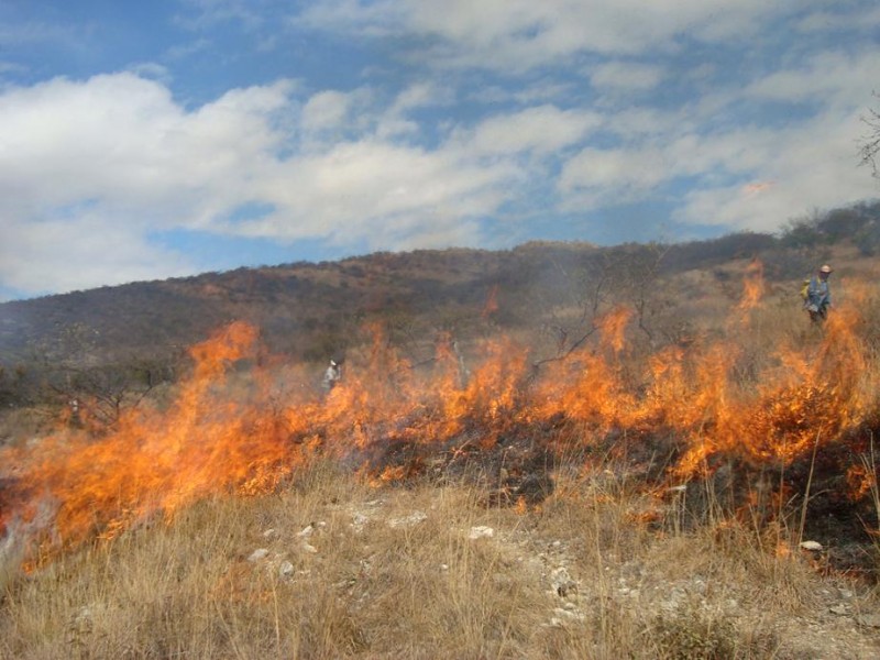 Tardan años en recuperarse, bosques afectados por incendios