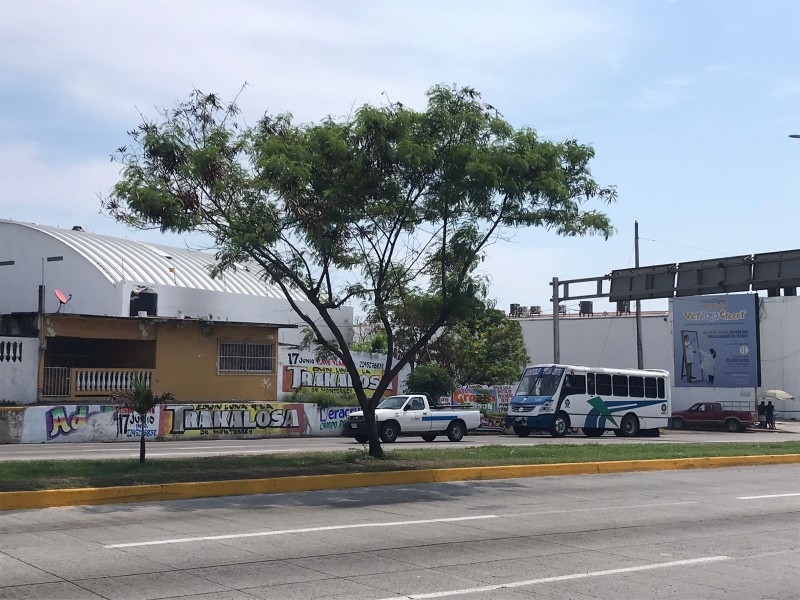 Te decimos árboles adecuados para sembrar en Veracruz