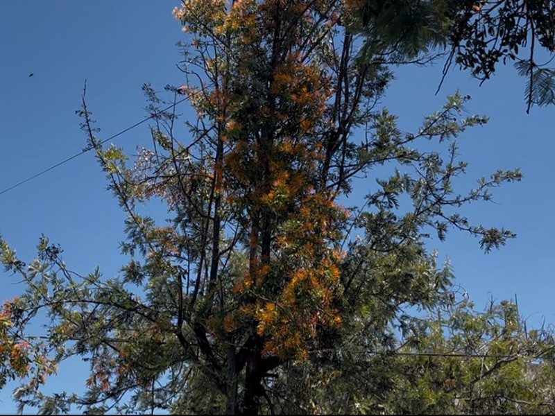 Tehuacán: 8 árboles con plaga por muérgano; podrían ser más