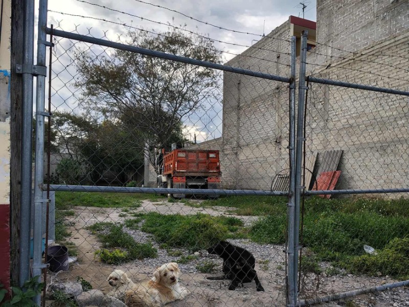 Tehuacán: Continúa el bandono de mascotas en propiedades deshabitadas