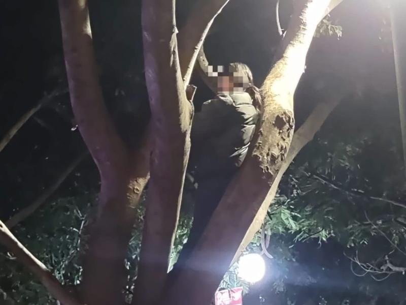 Tehuacán: Hasta arriba de los árboles, así terminaron asistentes al concierto masivo