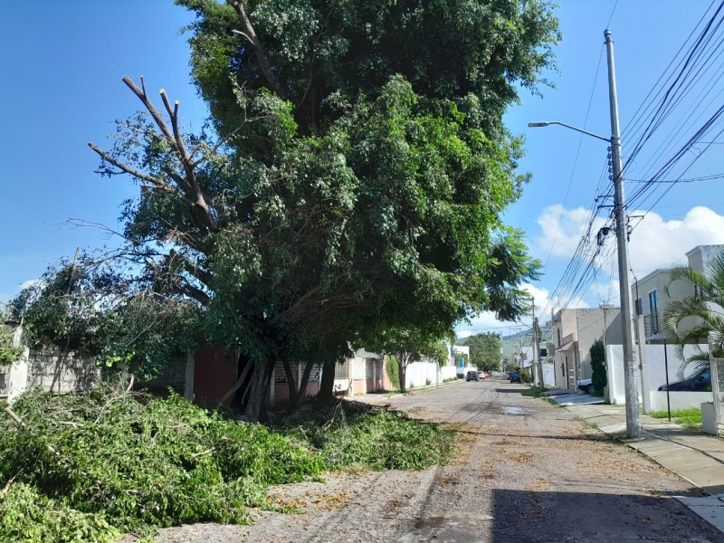 Temen caída de árbol en fraccionamiento Lagos del Country