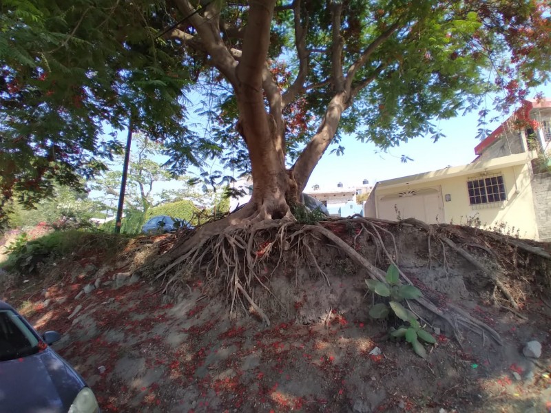 Temen colonos de Labores de Godínez caída de árboles