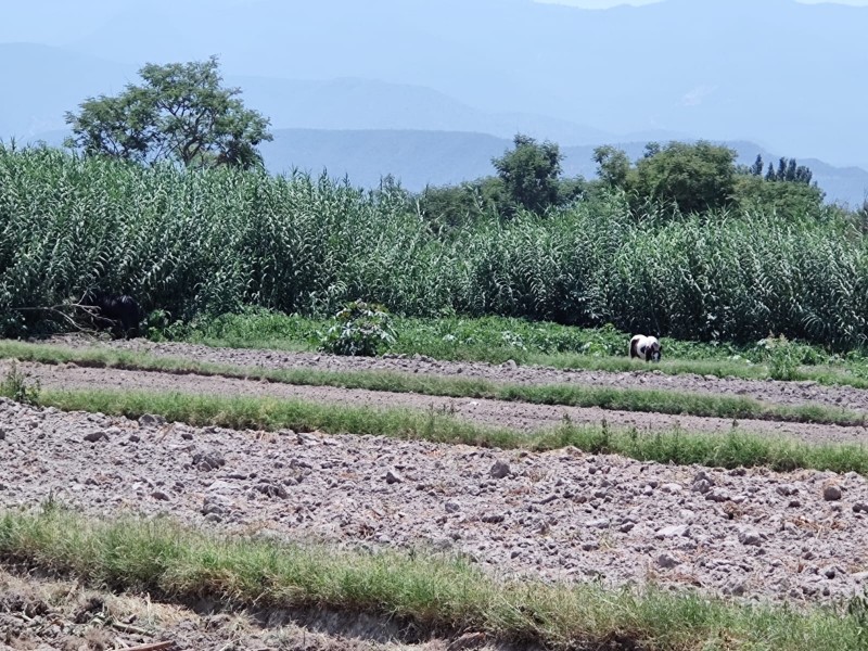 Temen escasez de pastura y enfermedades ante altas temperaturas