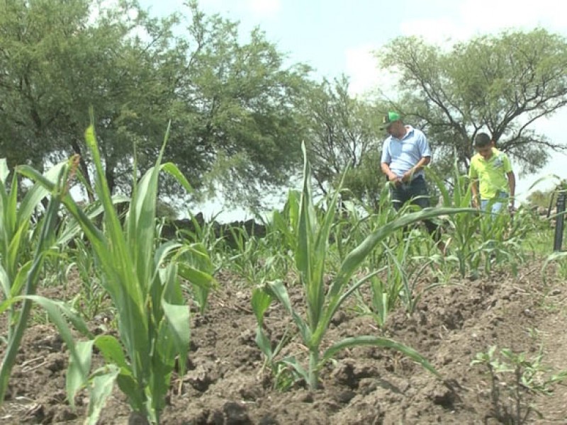 Temen perder cosecha por falat de lluvias