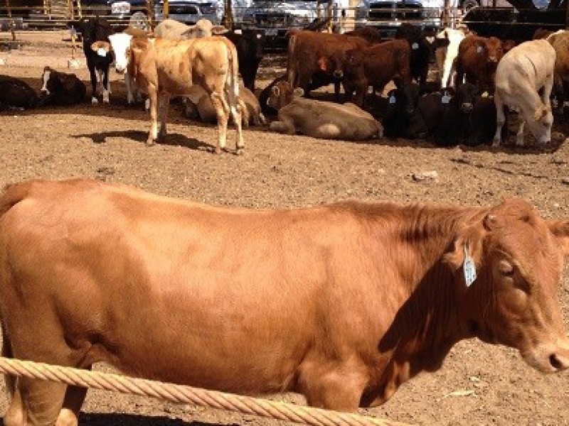 Temen por perder más hato de ganado en el Valle del Yaqui