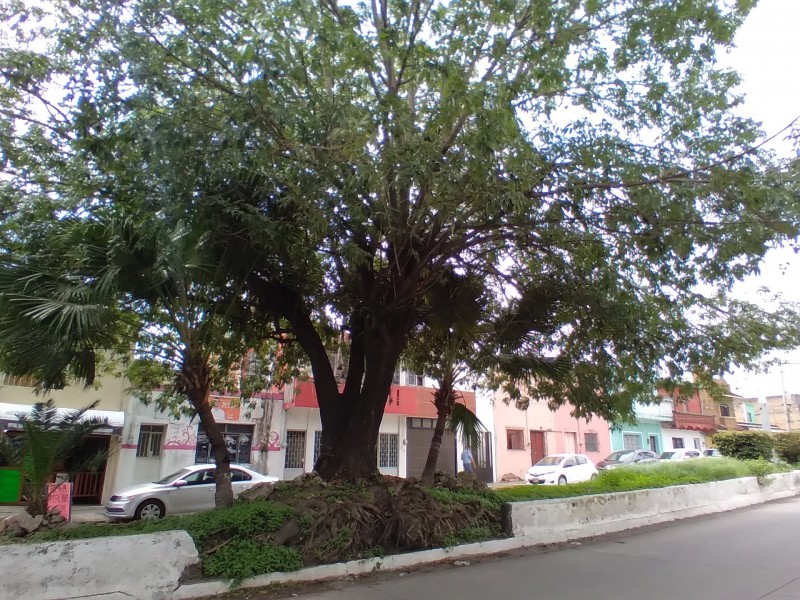 Temen vecinos caida de árbol con raíces expuestas