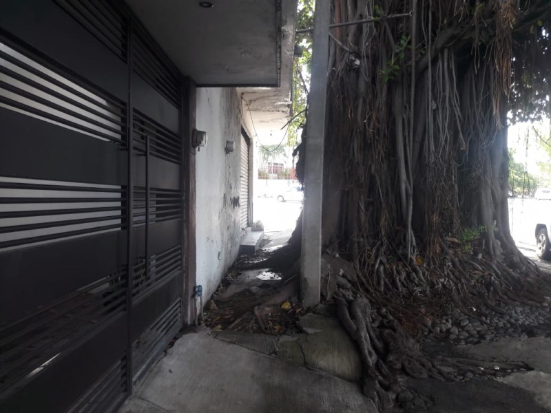 Temen vecinos que árbol de hule se derrumbe sobre viviendas