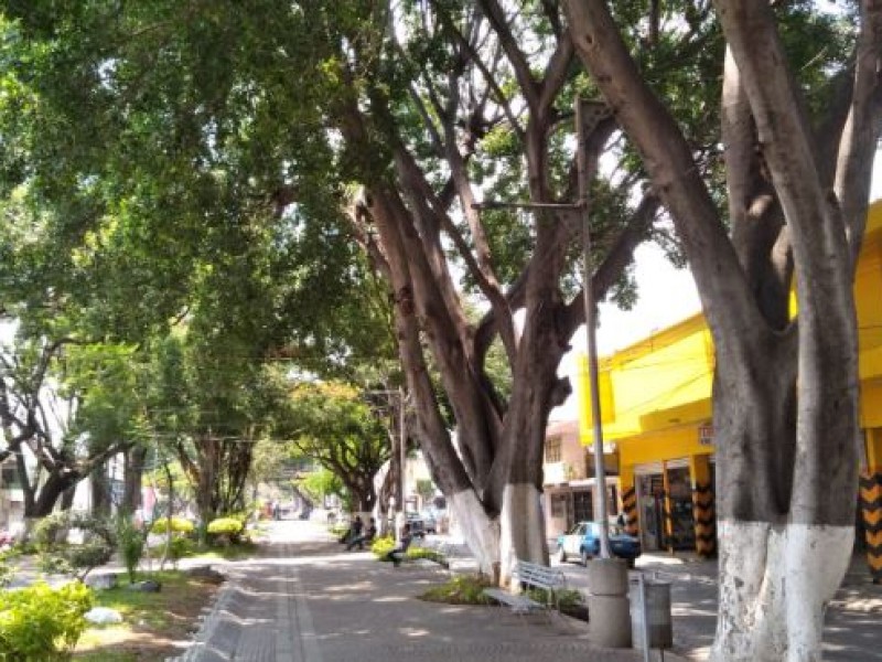 Temor por caída de árboles en el Paseo Hidalgo