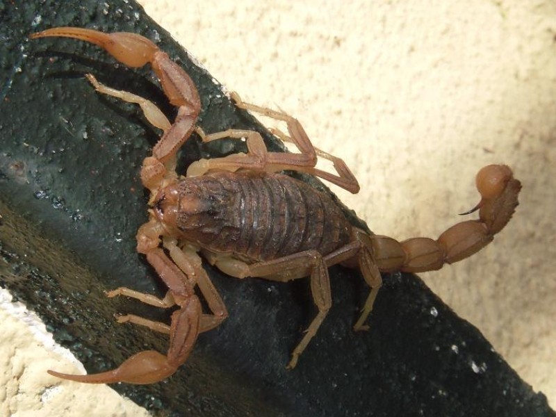Temporada de alacranes: como prevenir y actuar ante picaduras