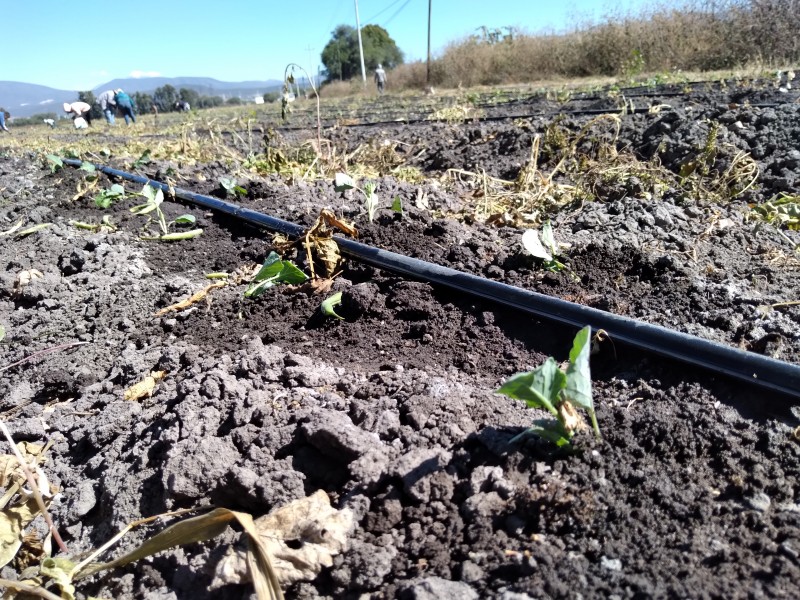 Temporada de calor incrementa 50% inversión de agricultores en riego.