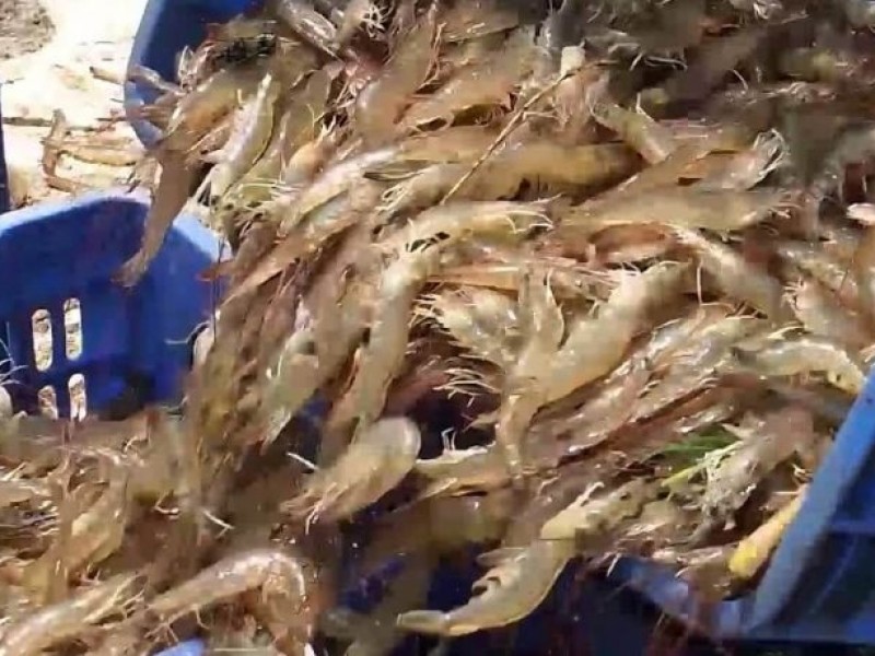 Temporada de camaron en el Golfo de Santa Clara