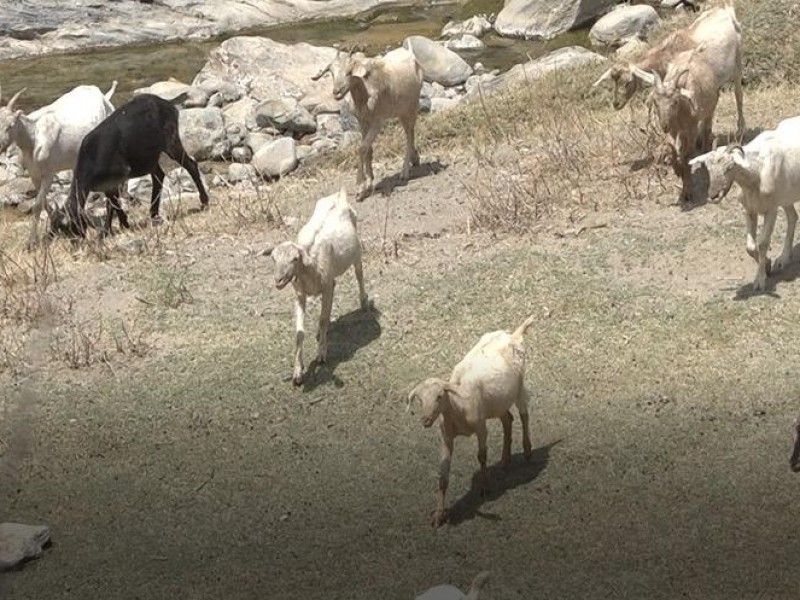 Temporada de estiaje afectará a productores de ganado en Tehuacán.