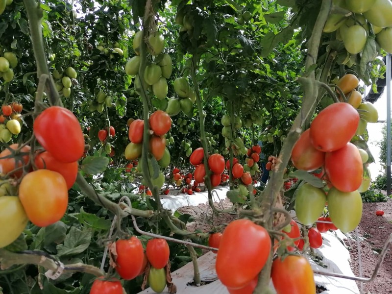 Temporada de legumbres cerrará con pérdidas millonarias en Sinaloa